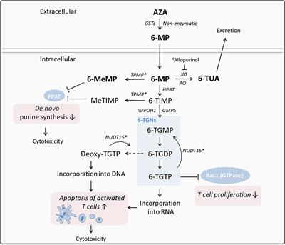 Biomarkers Predictive of Response to Thiopurine Therapy in Inflammatory Bowel Disease